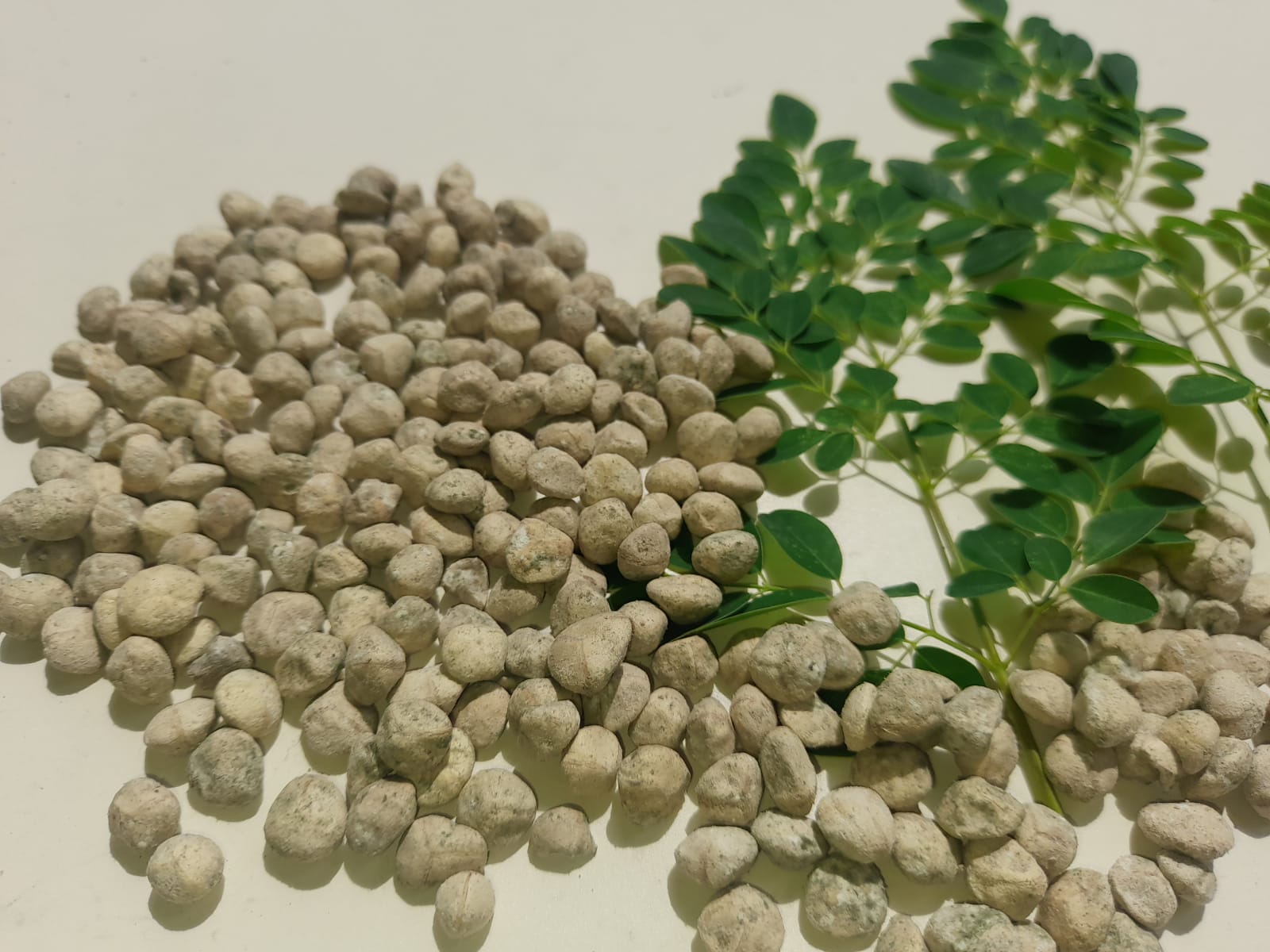 Moringa komoditi ekspor yang menjanjikan, CV. Dwi Jaya Globalindo, WA.08121327535,081319823277.